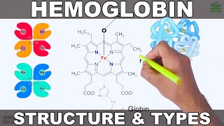 Hemoglobin  Structure and Types [upl. by Eislehc681]