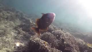 Scuba Diver Fights Triggerfish It Gets Bitey Underwaterclicks [upl. by Salesin]