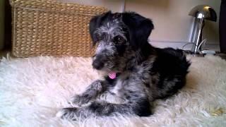 Lola the Bordoodle puppy Border Collie x mini poodle [upl. by Newnorb]