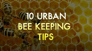 10 Urban BeeKeeping Tips For Beginners [upl. by Gaylor]