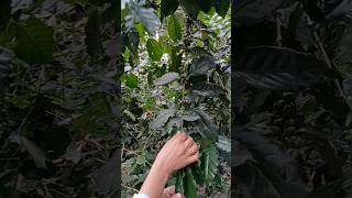 Coffee Beans Plantation in Daringbadi [upl. by Catlee]