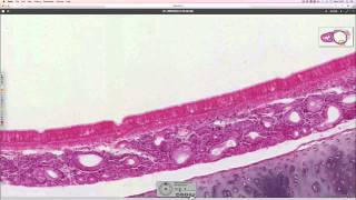 Histology of the trachea [upl. by Konopka]