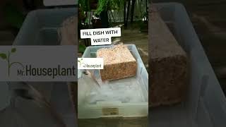 Sphagnum Moss Time Lapse How to Get It Ready [upl. by Anitsyrc]