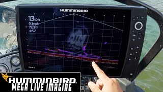 Humminbird MEGA Live Imaging Demonstration Hot Walleye jig bite [upl. by Brigitta]