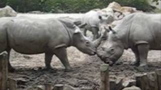 streitende nashörner zoo osnabrück [upl. by Kere]