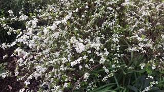 Plant Review Spirea thunbergii Ogon [upl. by Sakhuja492]