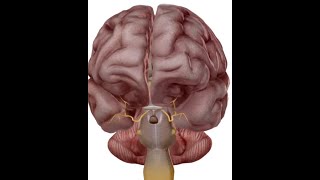 ANATOMIE FMPM LE NERF OCCULOMOTEUR III [upl. by Heintz]