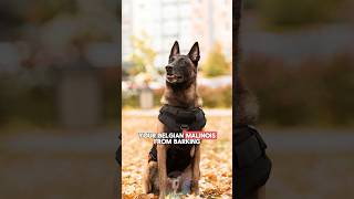 3 Tips for Stopping Your Belgian Malinois From Barking shorts doglover belgianmalinois [upl. by Roskes]