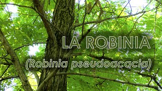 Robinia Robinia pseudoacacia [upl. by Anerul]