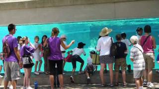 Lincoln Park Zoo the polar bears [upl. by Eak]