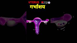 Female uterus anatomy uterus womb antomy गर्भाशय बच्चादानी [upl. by Care]