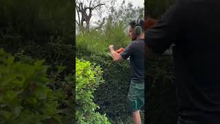 Quick Cleanup and Tree Pruning 2 YardCleanUp LawnCare GardeningTips cleanspace TrimmingTips [upl. by Coleman]