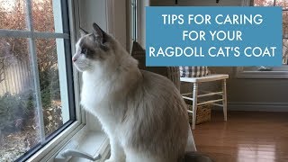 How to Care For Your Ragdoll Cats Coat [upl. by Mahgem287]