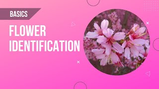 Basics of Flower Identification [upl. by Twum]