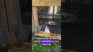 How to tell if your chicken has gapeworm chicken gapeworm backyardchickens eggs homesteading [upl. by Rintoul]