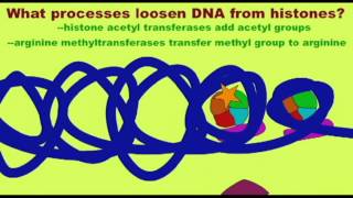 GENETICS 3 HISTONES AND TRANSCRIPTION [upl. by Ilyk]