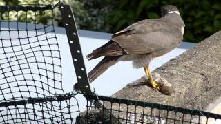 Sparrowhawk feeding on a House Sparrow 3 [upl. by Aimahs]