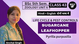 Sugarcane Leafhopper 🪰 Pyrilla perpusillaLife cycle  Bsc 5th Sem Unit 6 [upl. by Mann]