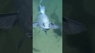 Take a moment to gaze into the mesmerizing eyes of the deepsea rattail fish 👀⁠ [upl. by Aerdnwahs]