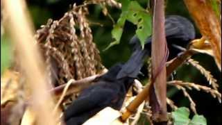 ENDEMIC Colombian Mountain Grackle Macroagelaius subalaris Braunachselstärling  Birding Bogota [upl. by Psyche82]