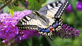 Butterflies and Flowers  1 Hour Nature Meditation with Soothing Music [upl. by Donahoe904]