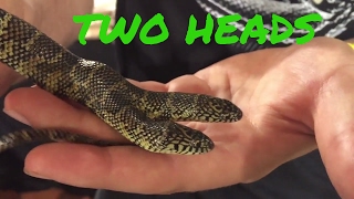 RARE Two headed snake It Does Exist [upl. by Llewkcor]