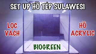 SET UP HỒ TÉP SULAWESI ACRYLIC amp LỌC VÁCH [upl. by Ahsika102]