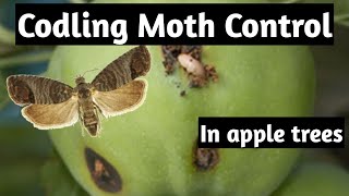 Codling Moth Control  organic method for Apple trees [upl. by Aicenat]