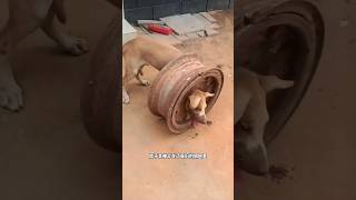 This dog got stuck in the ring of a car wheel justdogs shorts [upl. by Devland]