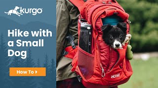 How to Hike with a Small Dog [upl. by Halima]