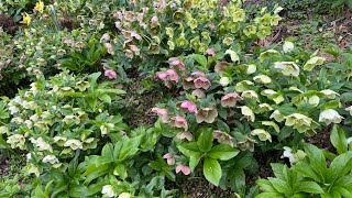 Beautiful hellebores great perennials plant [upl. by Nwahsirhc589]