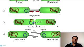 Prokaryotic Cell Plasmids [upl. by Ahsieken25]