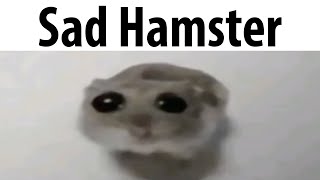 Sad Hamster [upl. by Hackney]