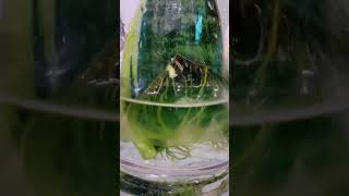 Propagate snake plant plants plantlover indoorplantshouseplantclub foryou howto diy viral [upl. by Nonarb]