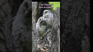 Ornithologie nature owl wildlife animaux birdslover [upl. by Ysnil65]