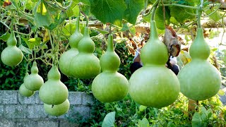 Growing gourds at home lots of fruit growing gourds in sacks [upl. by Rosaleen]