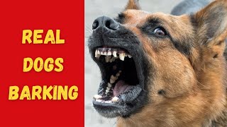 REAL DOGS BARKING Sound Effects High Quality [upl. by Pazice4]