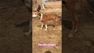 Gultair dog of puppy viralvideo [upl. by Aseena569]