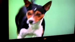 Rat Terrier Westminster Dog Show 2014 [upl. by Llaccm431]