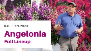 Explore the FULL Angelonia Lineup from Ball FloraPlant [upl. by At]