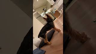 Watch This Adorable Yorkie Howl Along With Siren [upl. by Helali811]