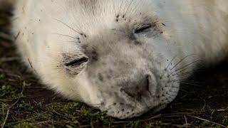 Donna Nook Grey Seals  November 2022 [upl. by Yancy]