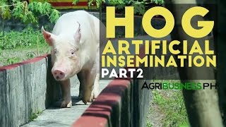 Hog Artificial Insemination Part 2  Hog Artificial Insemination  Agribusiness Philippines [upl. by Nirrep]