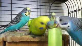 Crazy parakeets fighting over a celery [upl. by Kari59]