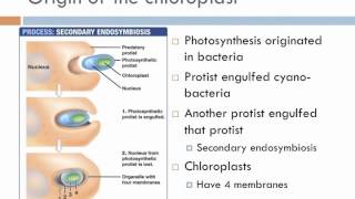 Biology 2 Lecture 7 Protists [upl. by Ynnam425]