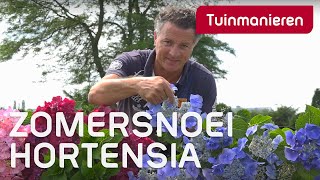 De Hortensia snoeien in de zomer Hoe doe je dat  Tuinmanieren [upl. by Rozele]