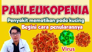 PANLEUKOPENIA  PENYAKIT MEMATIKAN PADA KUCING  drh Mirza Yusa  DOKTER HEWAN [upl. by Elehcin]