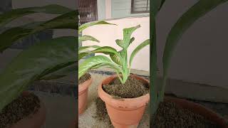 Dafan Plant  Best indoor plants  Dieffenbachia Plant  care of Plant [upl. by Wolfgram]