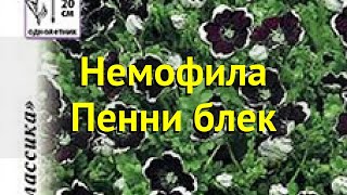 Немофила обыкновенная Краткий обзор описание характеристик nemophila menziesii Пенни блек [upl. by Strepphon]