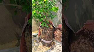 Transplanting of madhu kamini flower garden gardening shorts plant plants diy [upl. by Drew]